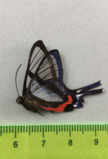 Chorinea sylphina M A1 Upper Huallaga Valley, Peru