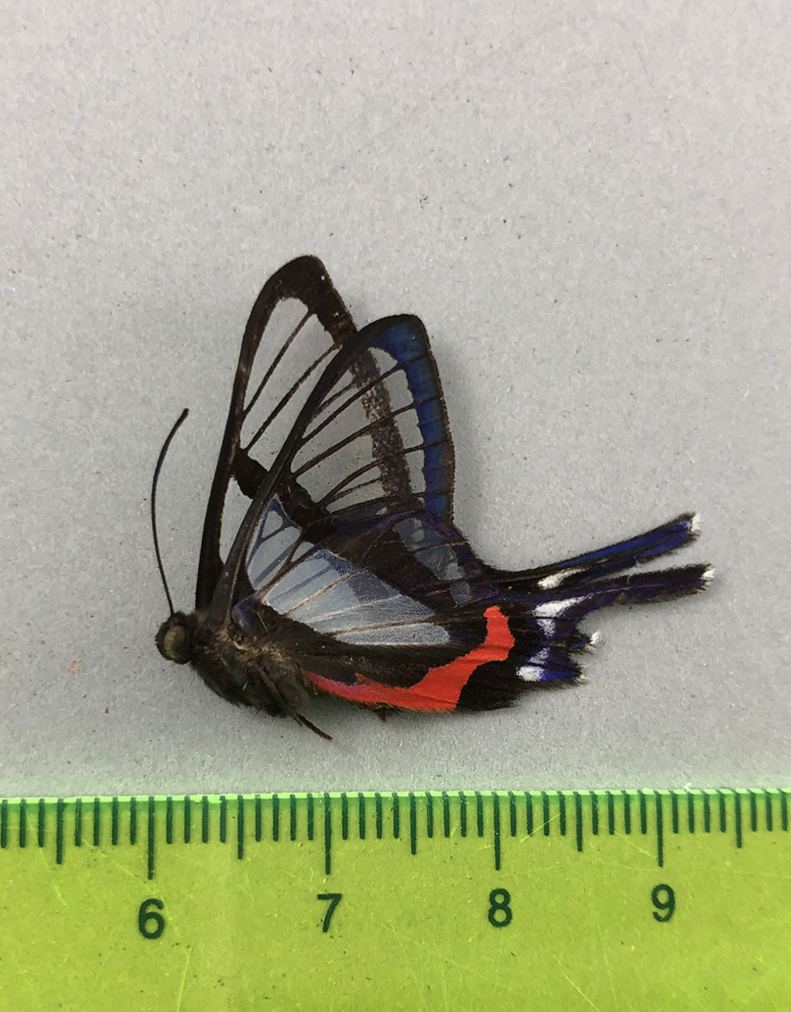 Chorinea sylphina M A1 Upper Huallaga Valley, Peru