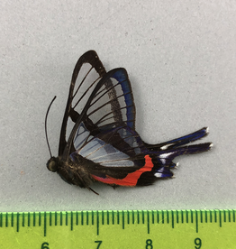 Chorinea sylphina M A1 Upper Huallaga Valley, Peru