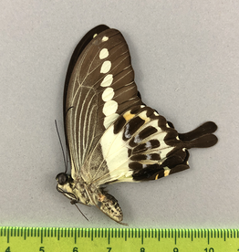 Papilio demolion demolion M A1 Bali, Indonesia
