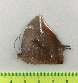 Fountainea (Anaea) titan peralta M A1 Peru