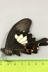Papilio helenus hystaspes M A1 Mindanao, Philippines