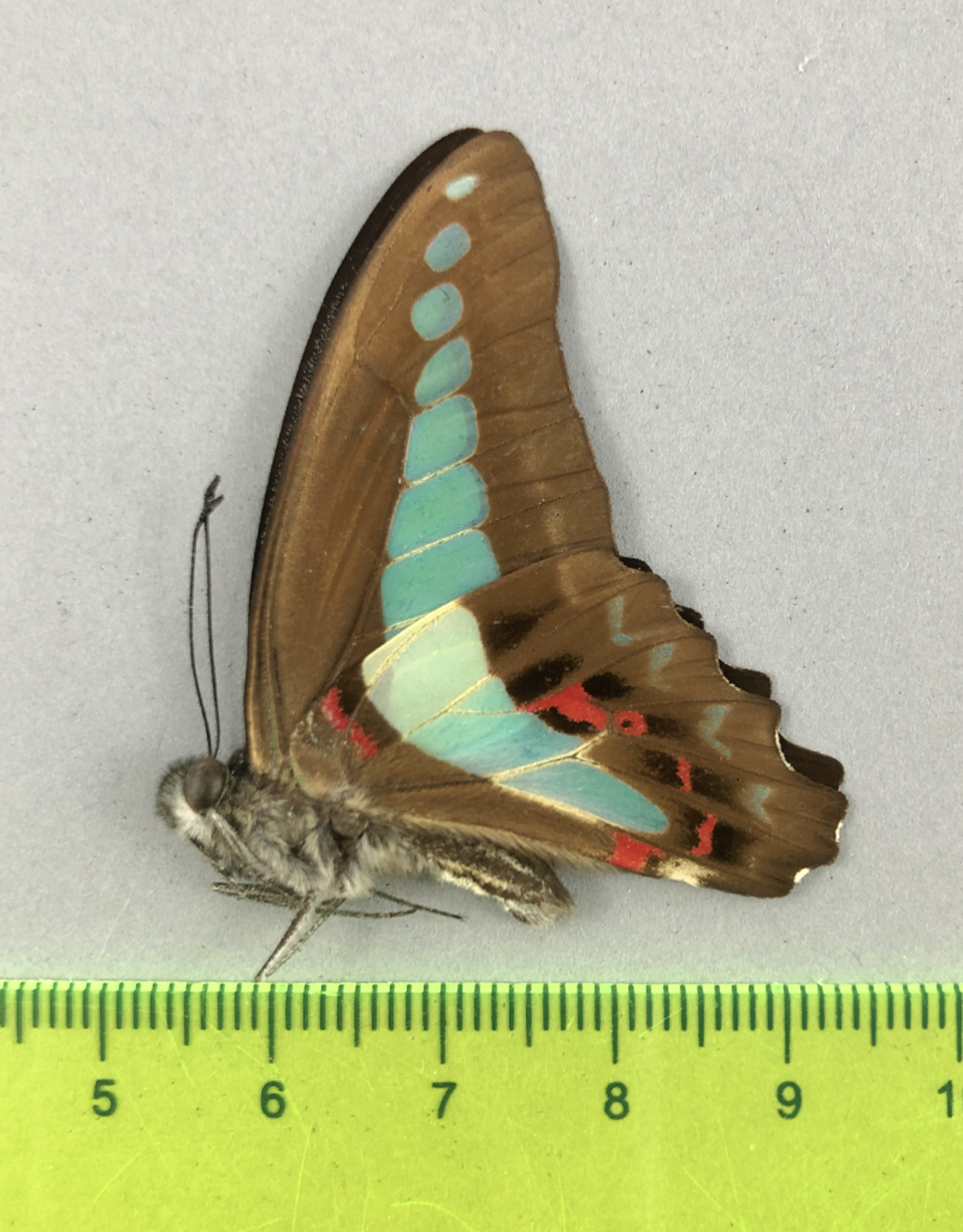 Graphium sarpedon sarpedon M A1 Mindoro Island, Philippines