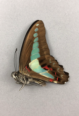 Graphium sarpedon sarpedon M A1 Mindoro Island, Philippines