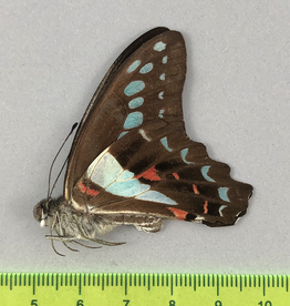Papilio sarpedon messogis M A1- South Bougainville, Papua New Guinea