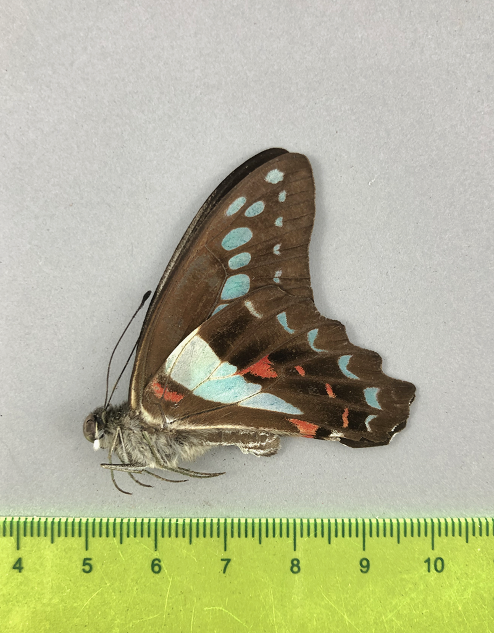 Papilio sarpedon messogis M A1- South Bougainville, Papua New Guinea