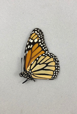 Danaus plexippus ssp? MF A1 Upper Huallaga Valley, Peru