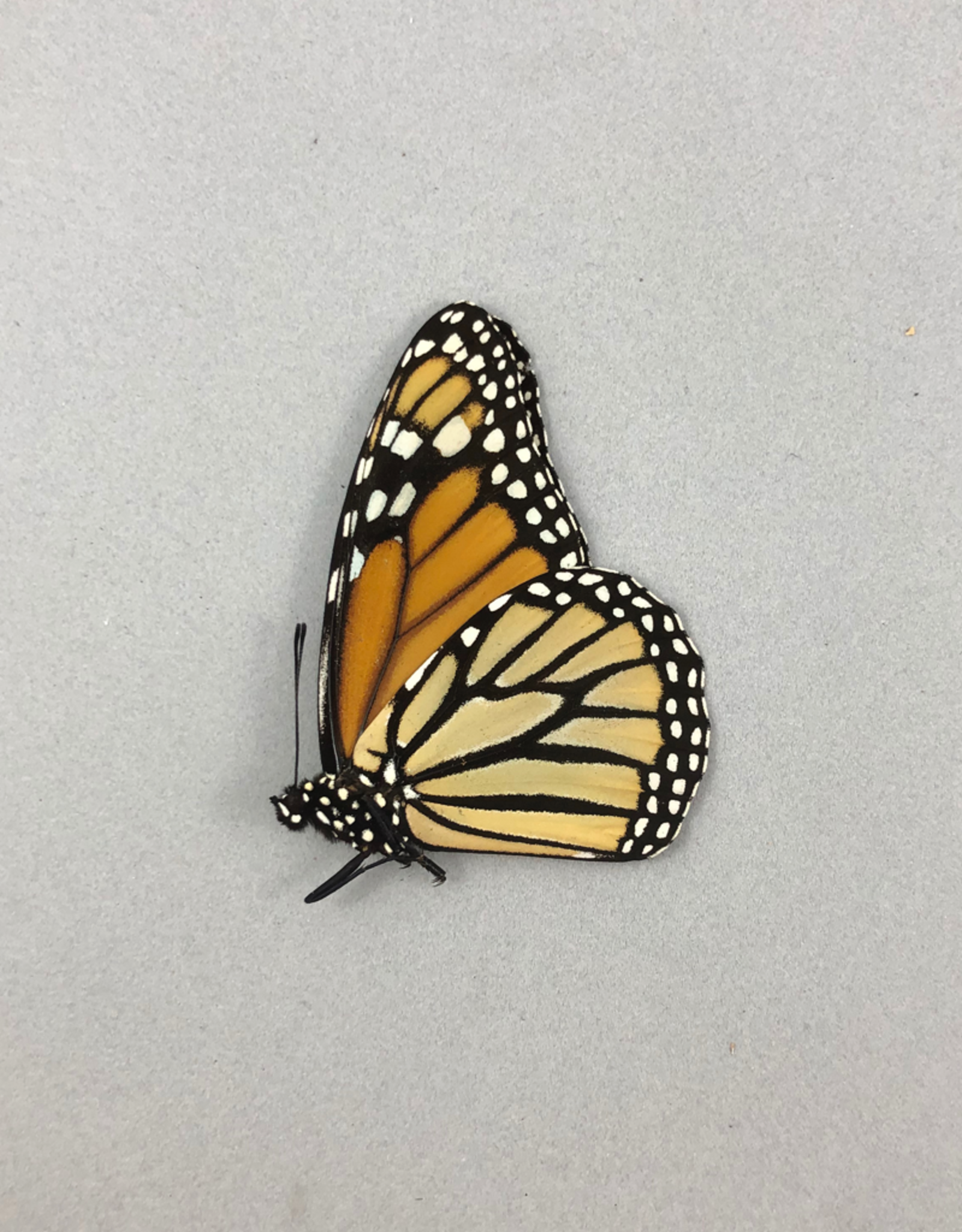 Danaus plexippus ssp? MF A1 Upper Huallaga Valley, Peru
