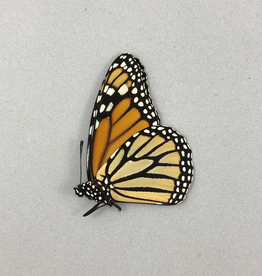 Danaus plexippus ssp? MF A1 Upper Huallaga Valley, Peru