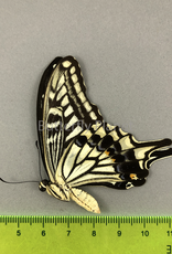 Papilio xuthus ssp? M A1 Szechuan/Sichuan, China