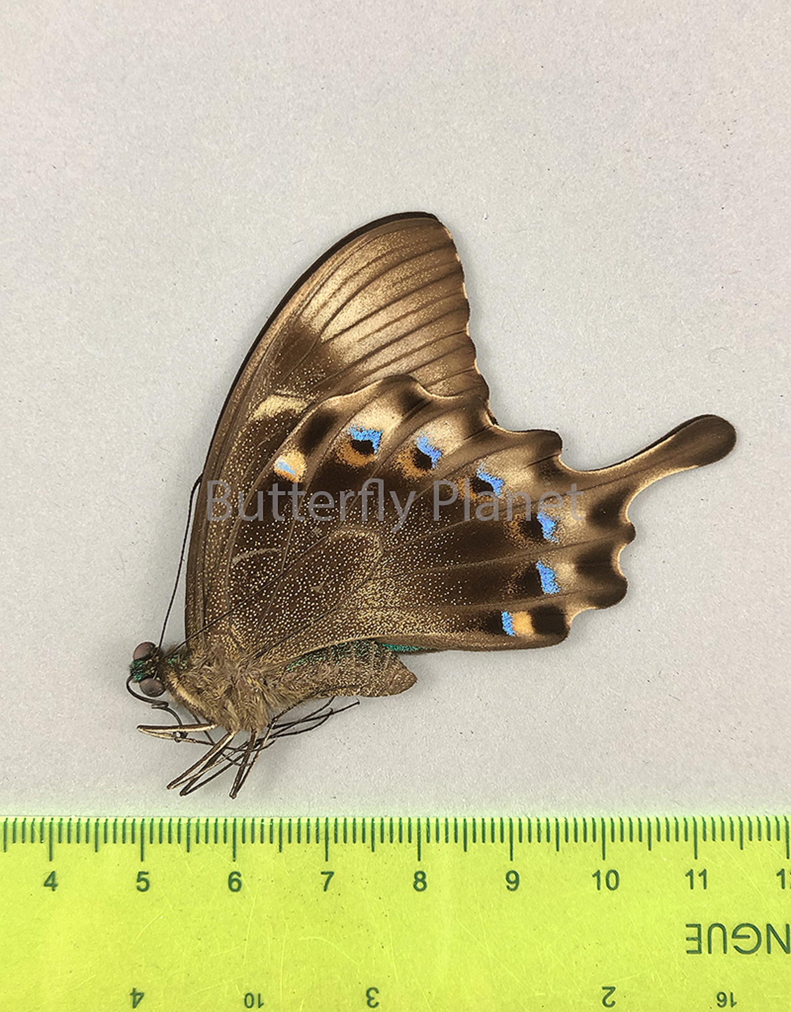Papilio lorquinianus gelia M A1 Bachan, Isl., Indonesia