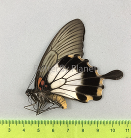 Papilio lowi suffusa F A1 Marinduque, Philippines