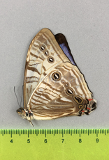 Morpho sulkowskyi descimokoenigi M A1 Peru