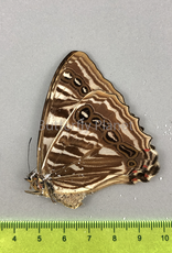 Morpho sulkowskyi ockendeni F A1 Cuzco, Peru