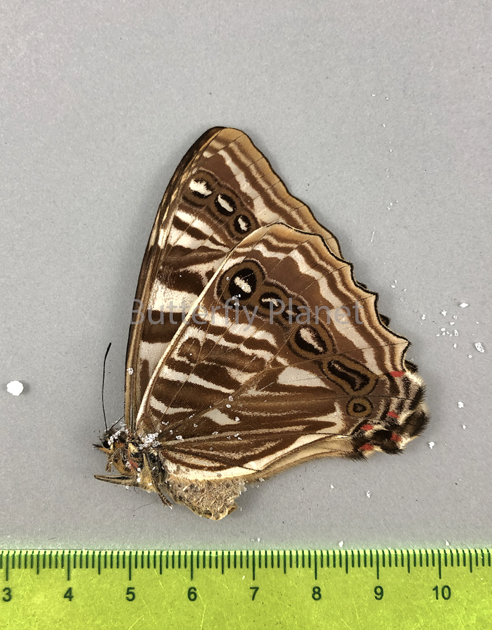 Morpho sulkowskyi ockendeni F A1 Cuzco, Peru