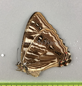 Morpho sulkowskyi ockendeni F A1 Cuzco, Peru