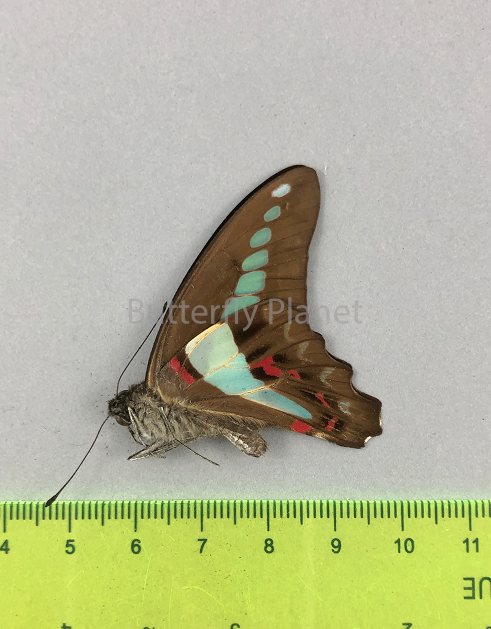 Graphium sarpedon ssp.? M A1 Ceram Isl., Indonesia