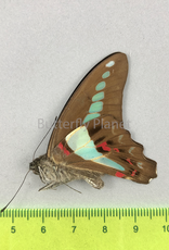 Graphium sarpedon ssp.? M A1 Ceram Isl., Indonesia