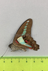 Graphium sarpedon ssp.? M A1/A1-  Seram Isl., Indonesia