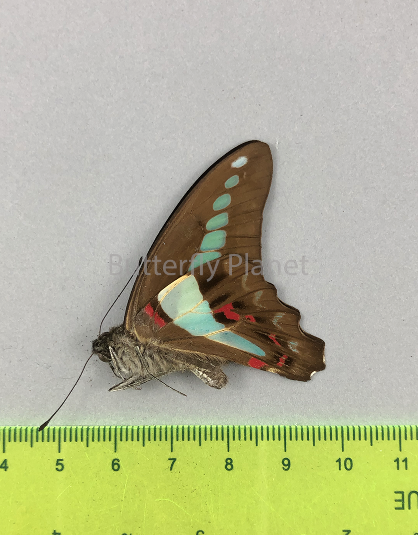 Graphium sarpedon ssp.? M A1/A1-  Seram Isl., Indonesia