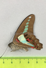 Graphium sarpedon ssp.? M A1/A1-  Seram Isl., Indonesia