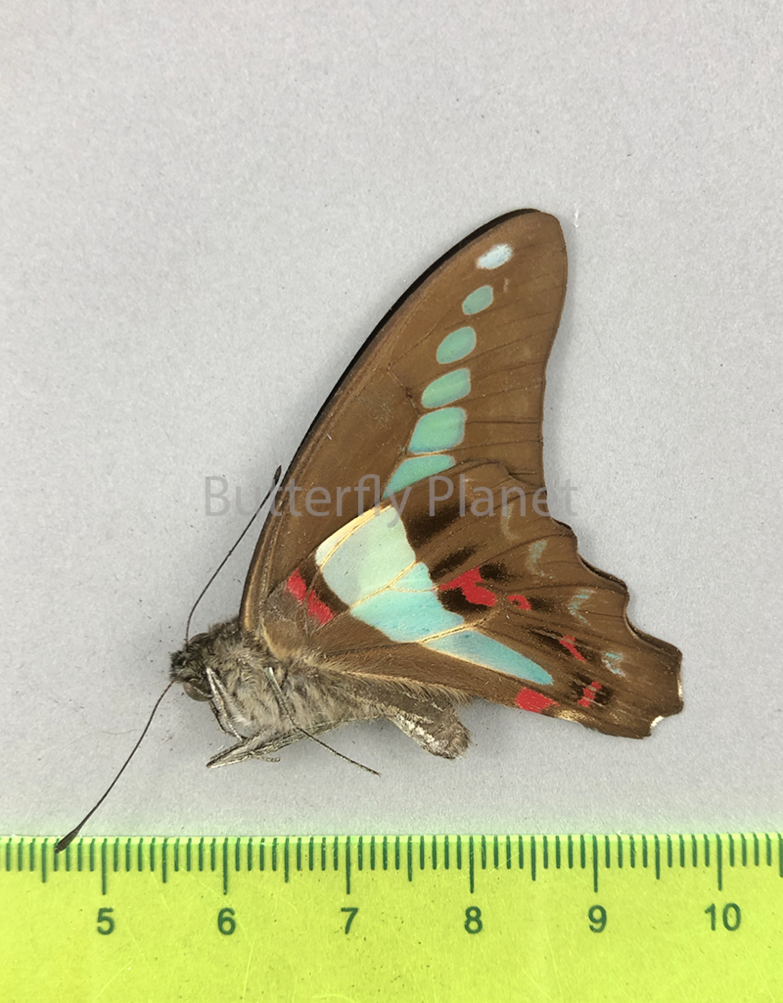 Graphium sarpedon ssp.? M A1/A1-  Seram Isl., Indonesia