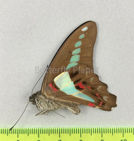Graphium sarpedon ssp.? M A1/A1-  Seram Isl., Indonesia