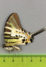 Graphium antiphates palawanicus M A1 Palawan, Philippines