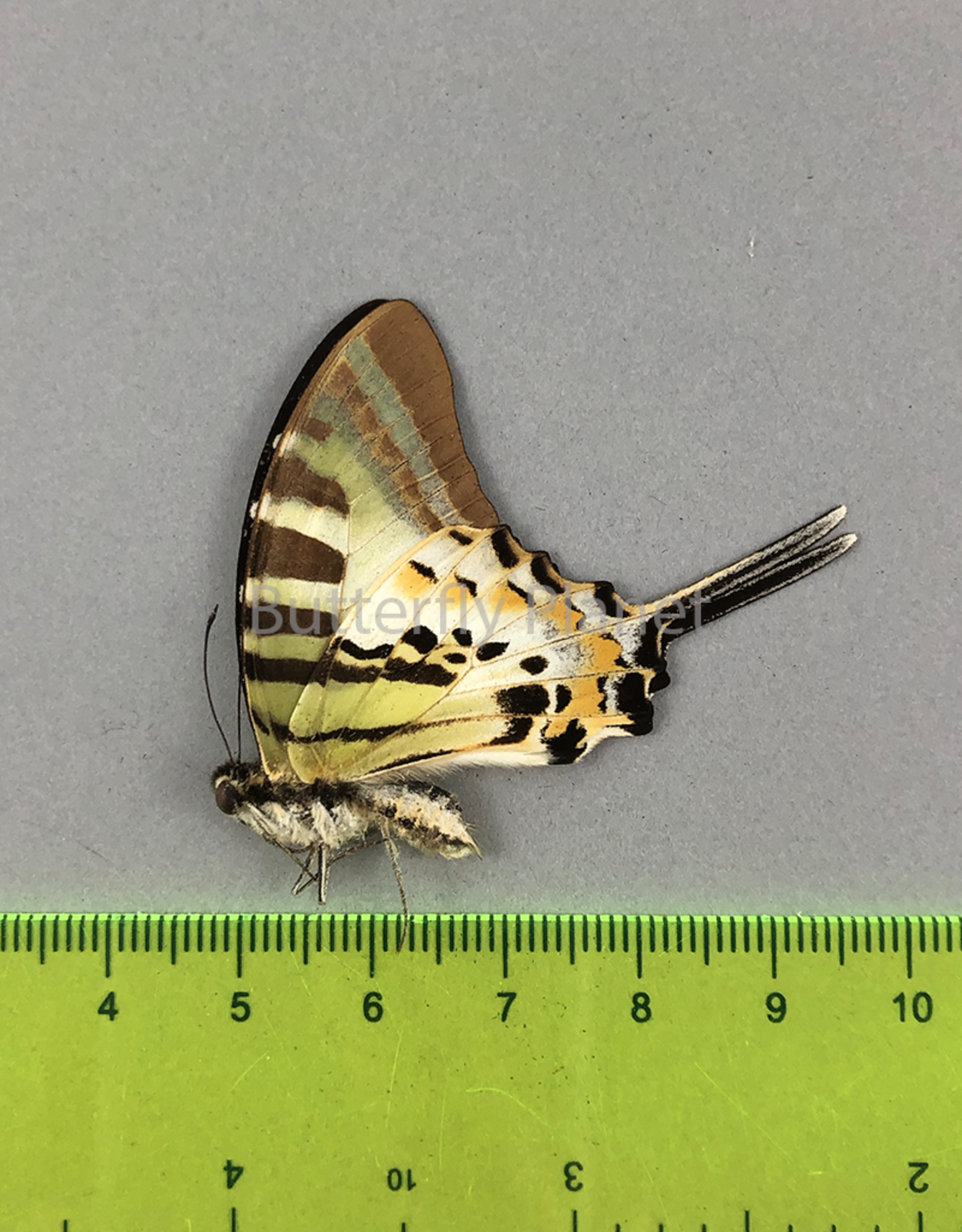 Graphium antiphates palawanicus M A1 Palawan, Philippines