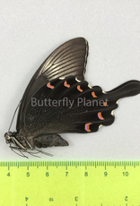 Papilio bianor coreanus M A1 South Korea