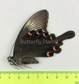Papilio bianor coreanus M A1- South Korea