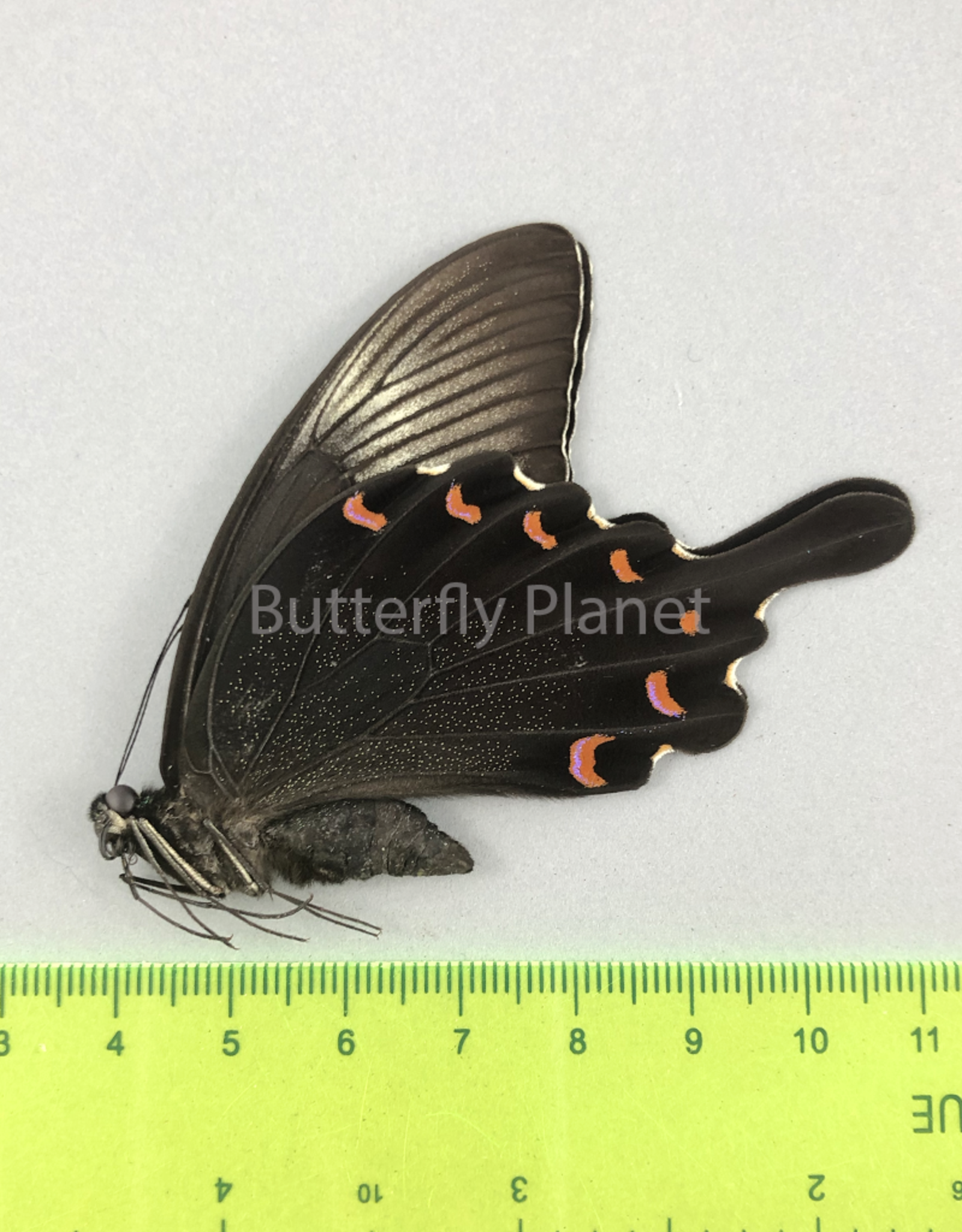 Papilio bianor coreanus M A1/A1- South Korea