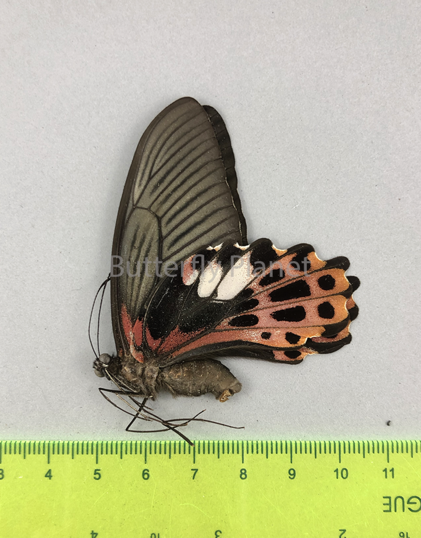 Papilio taiwanus F A1 Taiwan
