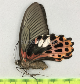 Papilio taiwanus F A1 Taiwan