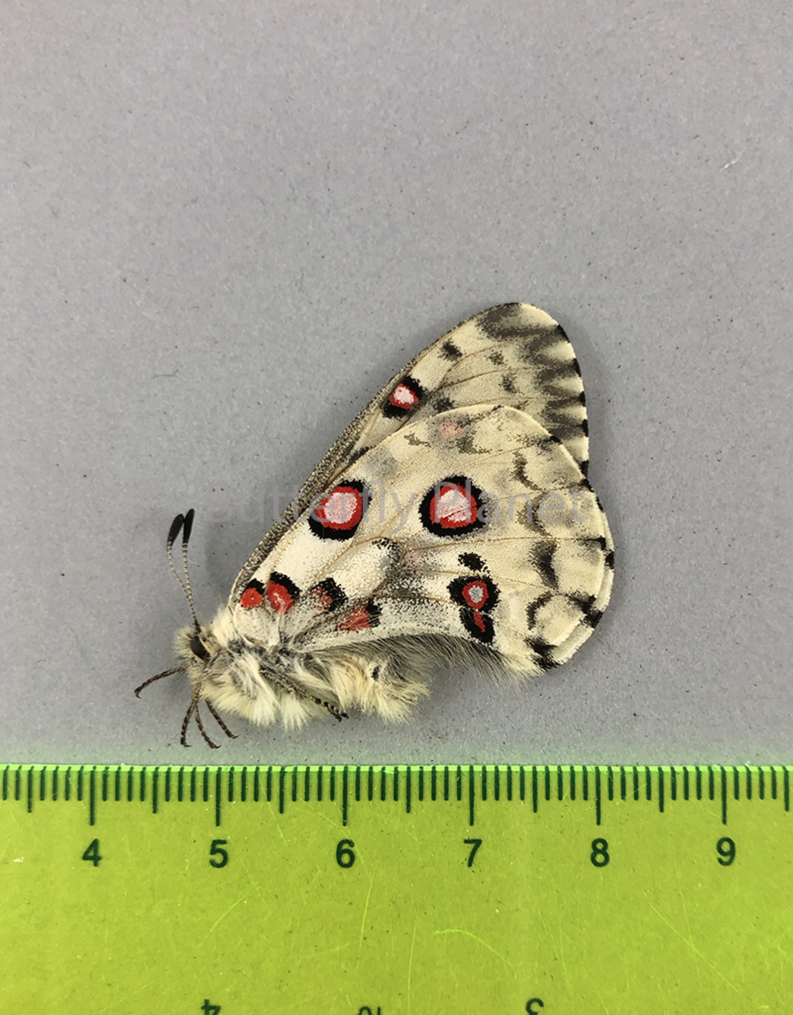 Parnassius nomion richtofeni M A1 Shanxi Prov., China