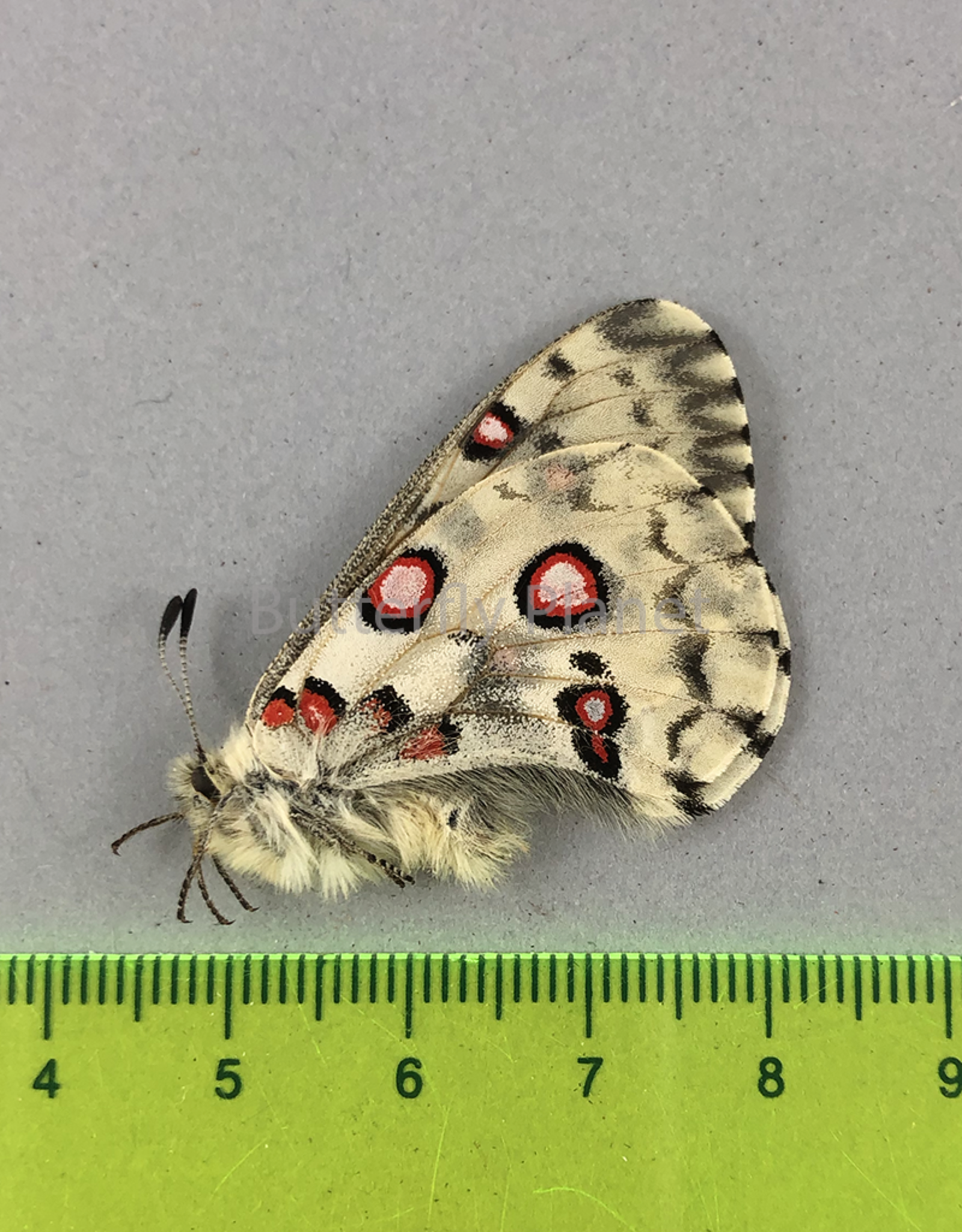 Parnassius nomion richtofeni M A1 Shanxi Prov., China