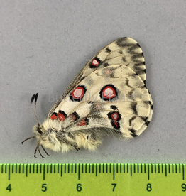 Parnassius nomion richtofeni M A1 Shanxi Prov., China