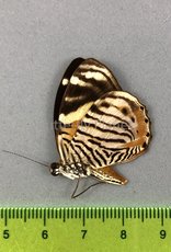Tigridia acesta F A1/A1- Upper Huallaga Valley, Peru