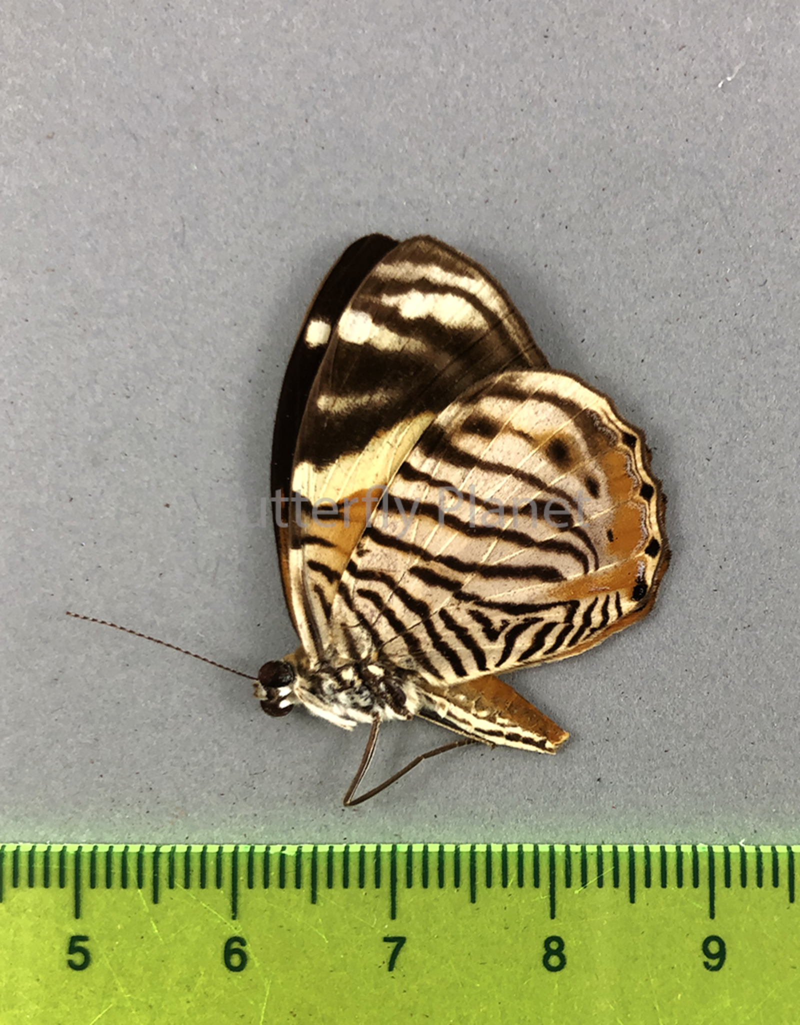 Tigridia acesta F A1/A1- Upper Huallaga Valley, Peru