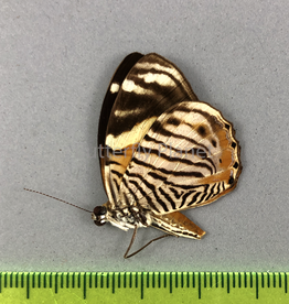 Tigridia acesta F A1/A1- Upper Huallaga Valley, Peru