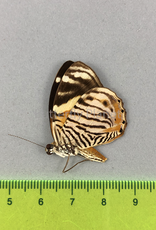 Tigridia acesta F A1/A1- Upper Huallaga Valley, Peru