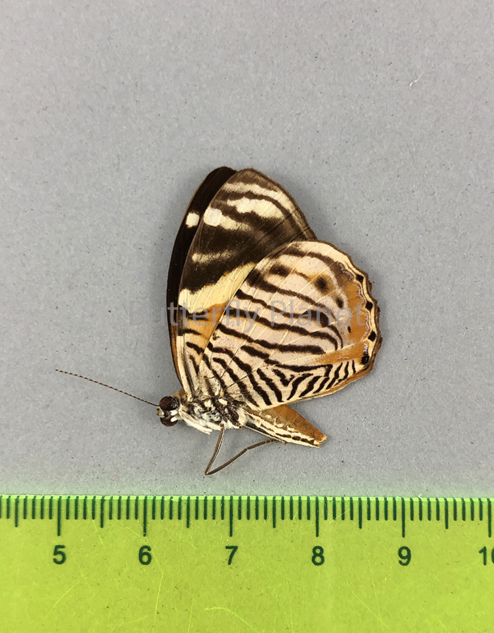 Tigridia acesta F A1/A1- Upper Huallaga Valley, Peru