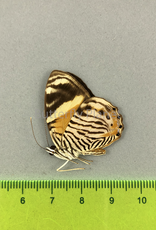 Tigridia acesta M A1- Upper Huallaga Valley, Peru