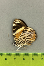 Tigridia acesta M A1/A1- Upper Huallaga Valley, Peru