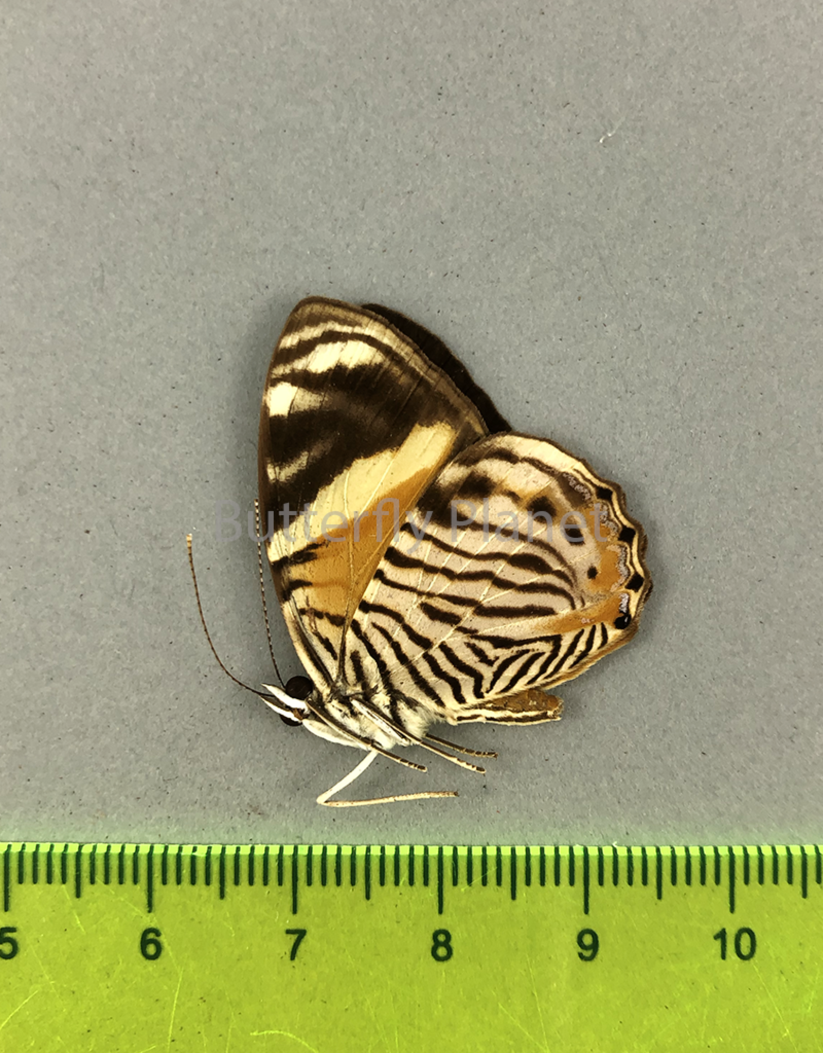 Tigridia acesta M A1/A1- Upper Huallaga Valley, Peru