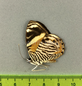 Tigridia acesta M A1/A1- Upper Huallaga Valley, Peru