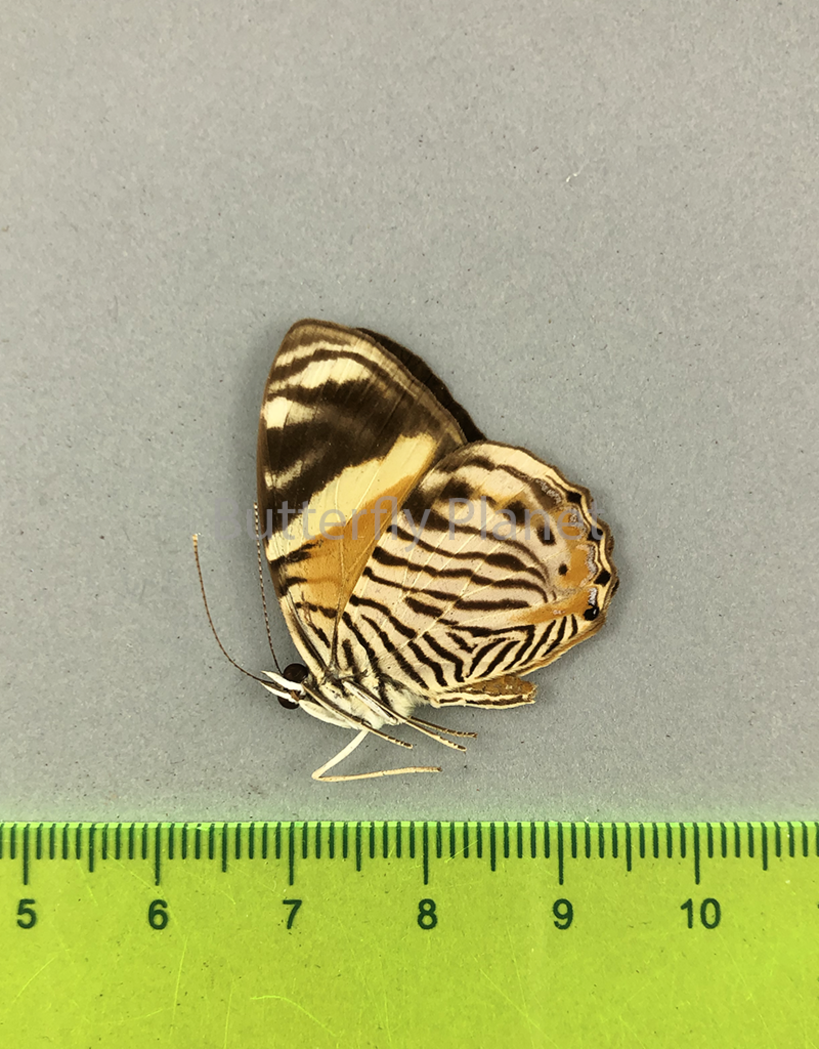 Tigridia acesta M A1/A1- Upper Huallaga Valley, Peru