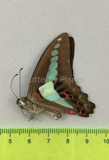 Graphium sarpedon colus M A1 Philippines