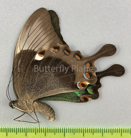 Papilio palinurus daedalus F A1 Marinduque, Phillipines