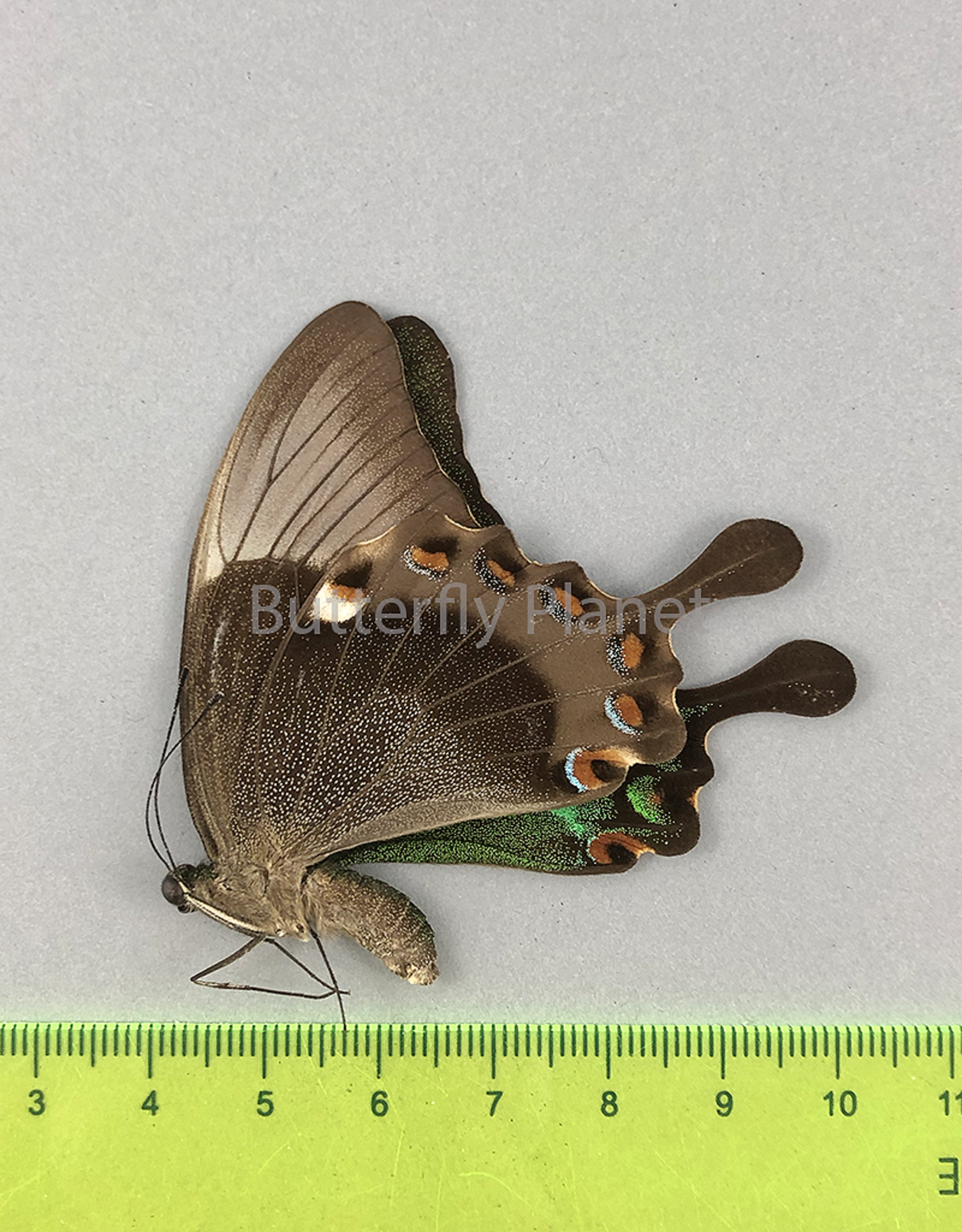 Papilio palinurus daedalus F A1/A1- Marinduque, Phillipines